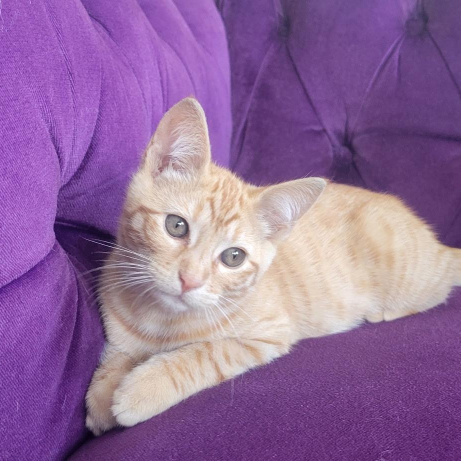 Freeway, ADOPTABLE, Kitten Male Domestic Short Hair.