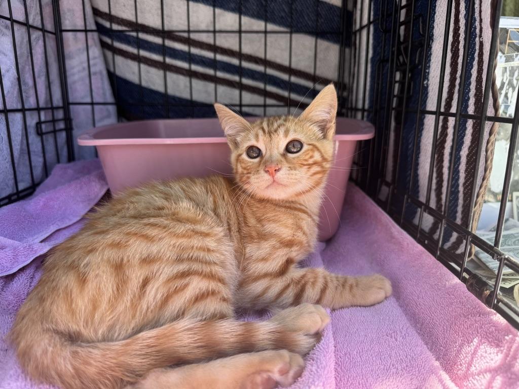 Freeway, a ADOPTABLE Domestic Short Hair in Emeryville, CA image 2/5