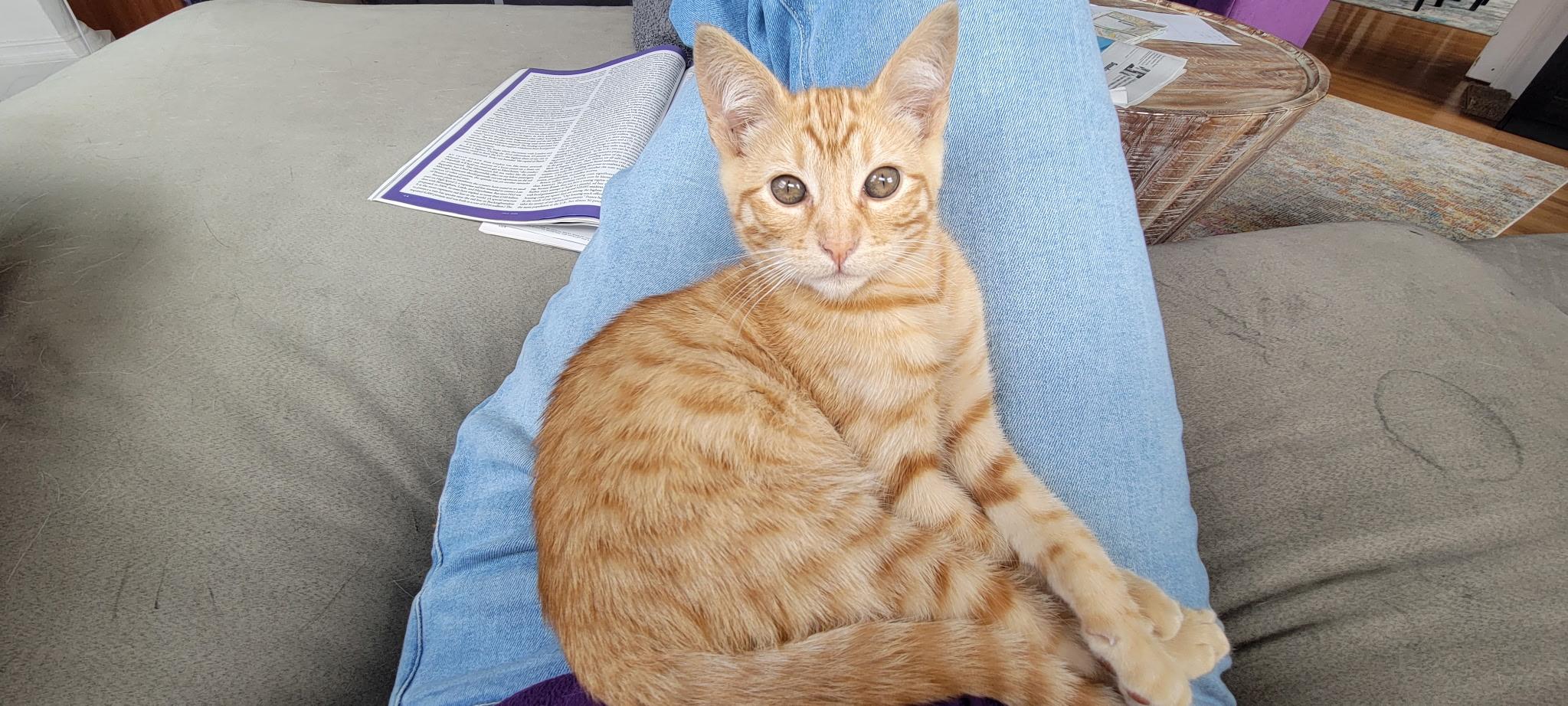 Freeway, a ADOPTABLE Domestic Short Hair in Emeryville, CA image 5/5