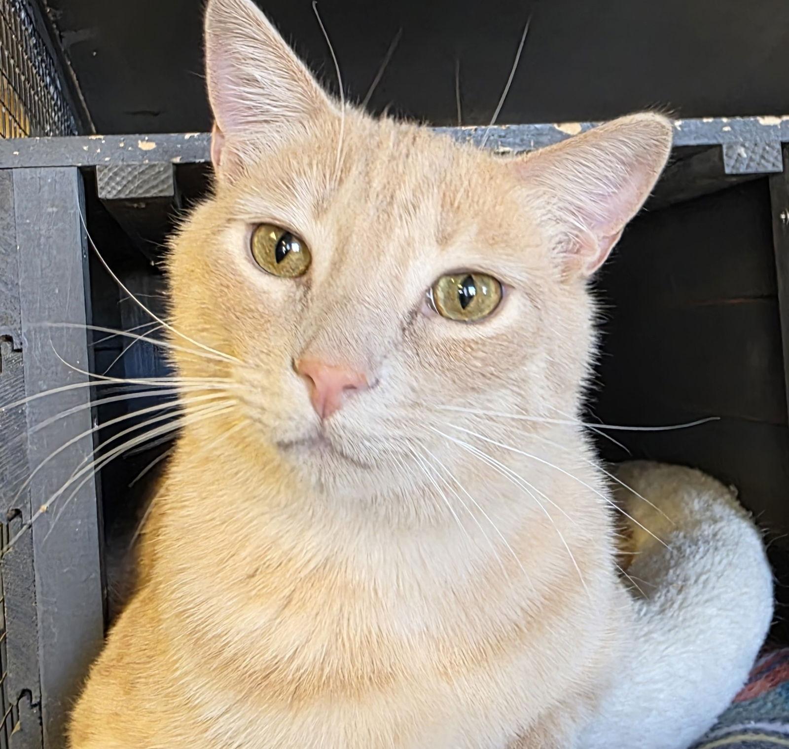 Churro - AC Kitty!, a Adoptable Domestic Short Hair in Laramie, WY image 3/3