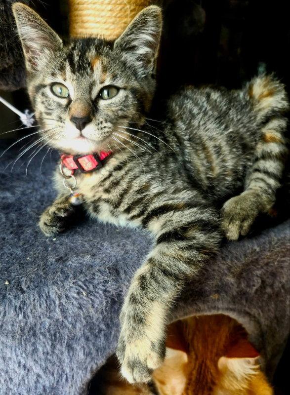 Miss Elsa, Adoptable, Young Female Torbie.