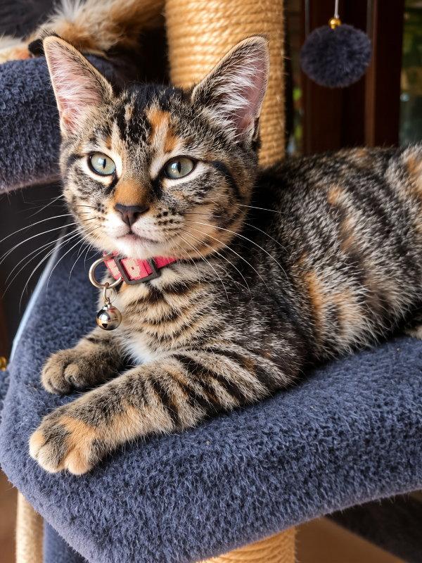 Miss Elsa, Adoptable, Young Female Torbie.