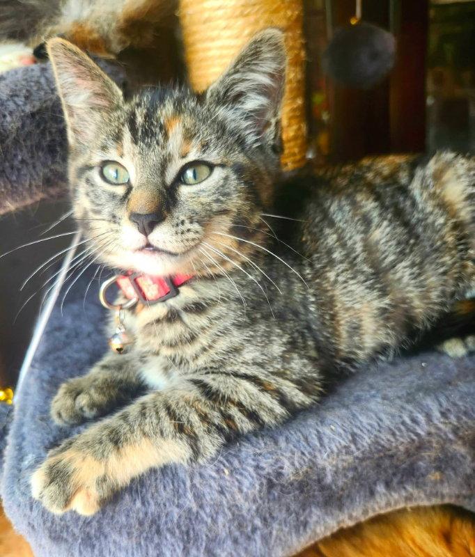 Miss Elsa, a Adoptable Torbie in Knoxville, TN image 2/3