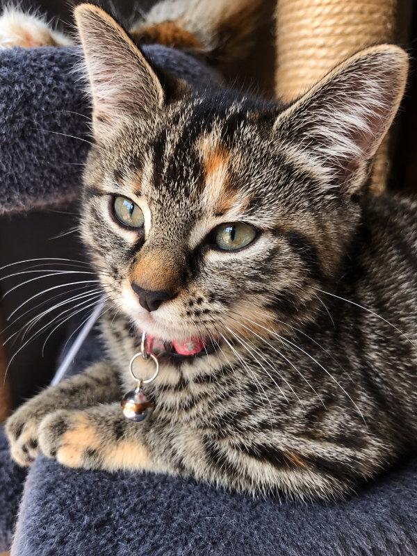 Enlarge Miss Elsa, a Adoptable Torbie in Knoxville, TN image 2/2