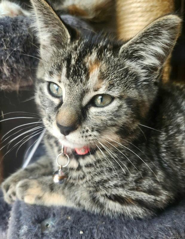 Miss Elsa, a Adoptable Torbie in Knoxville, TN image 3/3