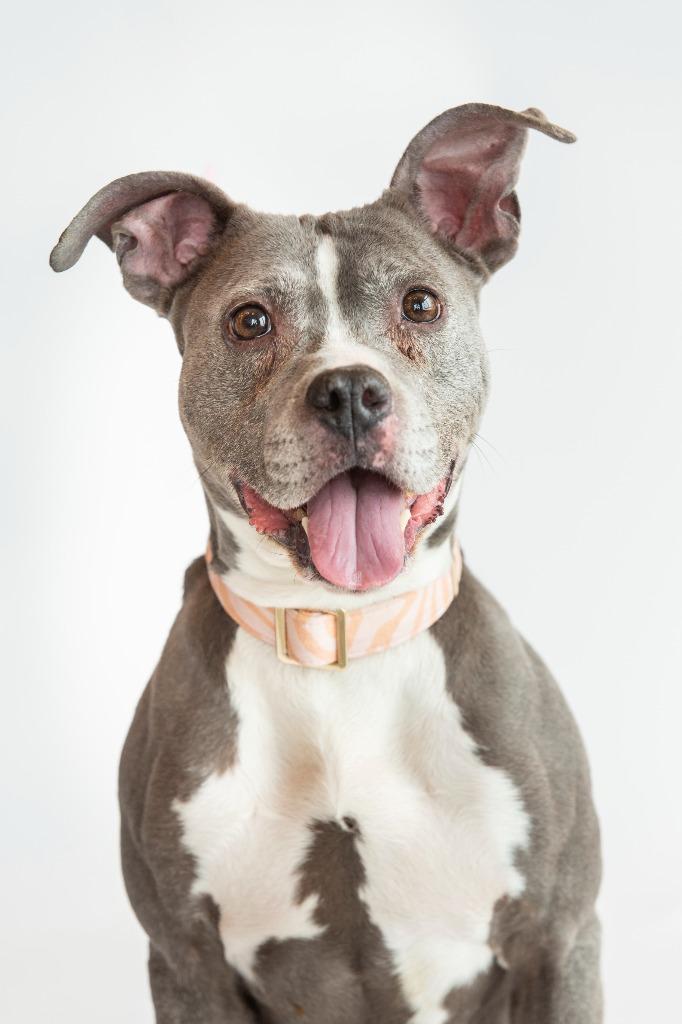 Enlarge Mrs. Fletcher, a Adoptable Mixed Breed in Dearborn, MI image 1/4