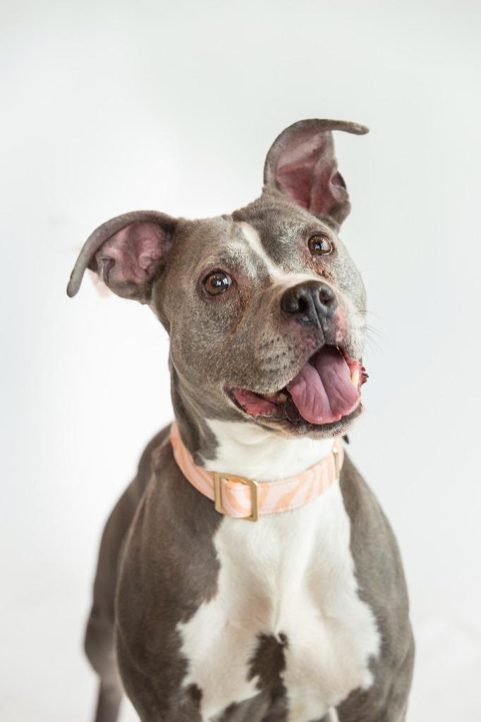 Enlarge Mrs. Fletcher, a Adoptable Mixed Breed in Dearborn, MI image 2/4