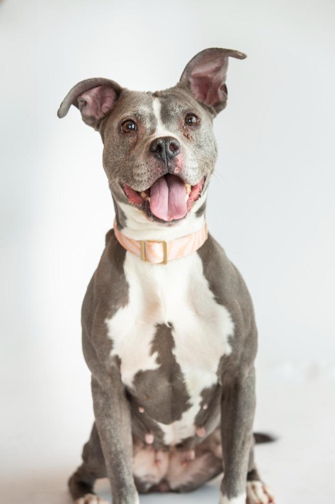 Mrs. Fletcher, Adoptable, Senior Female Mixed Breed.