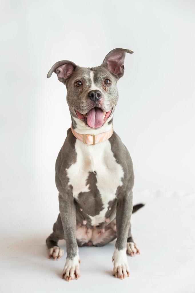 Enlarge Mrs. Fletcher, a Adoptable Mixed Breed in Dearborn, MI image 4/4