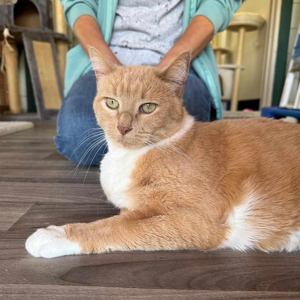 Louise, Adoptable, Senior Female Domestic Short Hair.