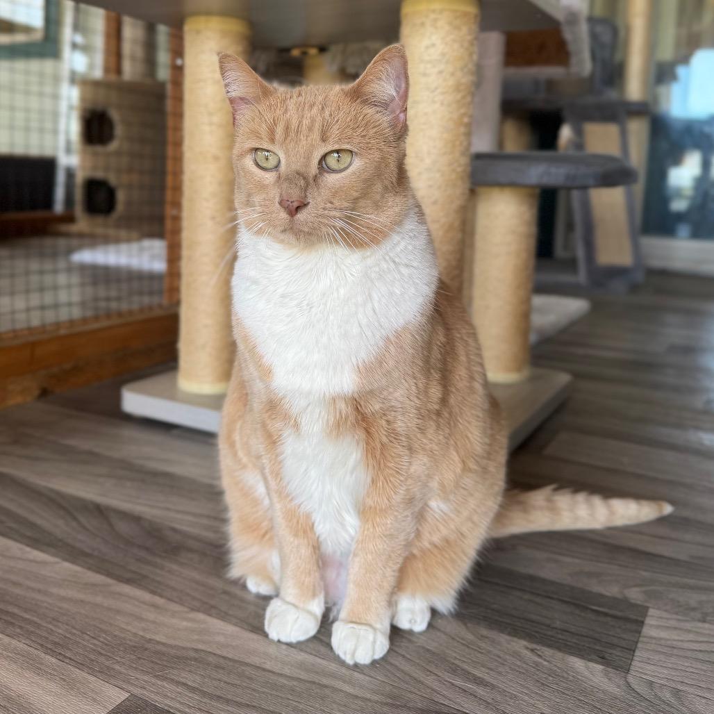 Enlarge Louise, a Adoptable Domestic Short Hair in Port Angeles, WA image 2/6