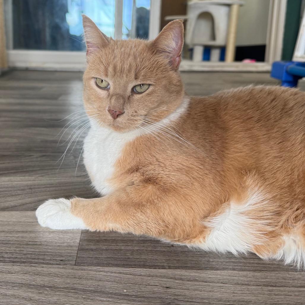 Enlarge Louise, a Adoptable Domestic Short Hair in Port Angeles, WA image 3/6