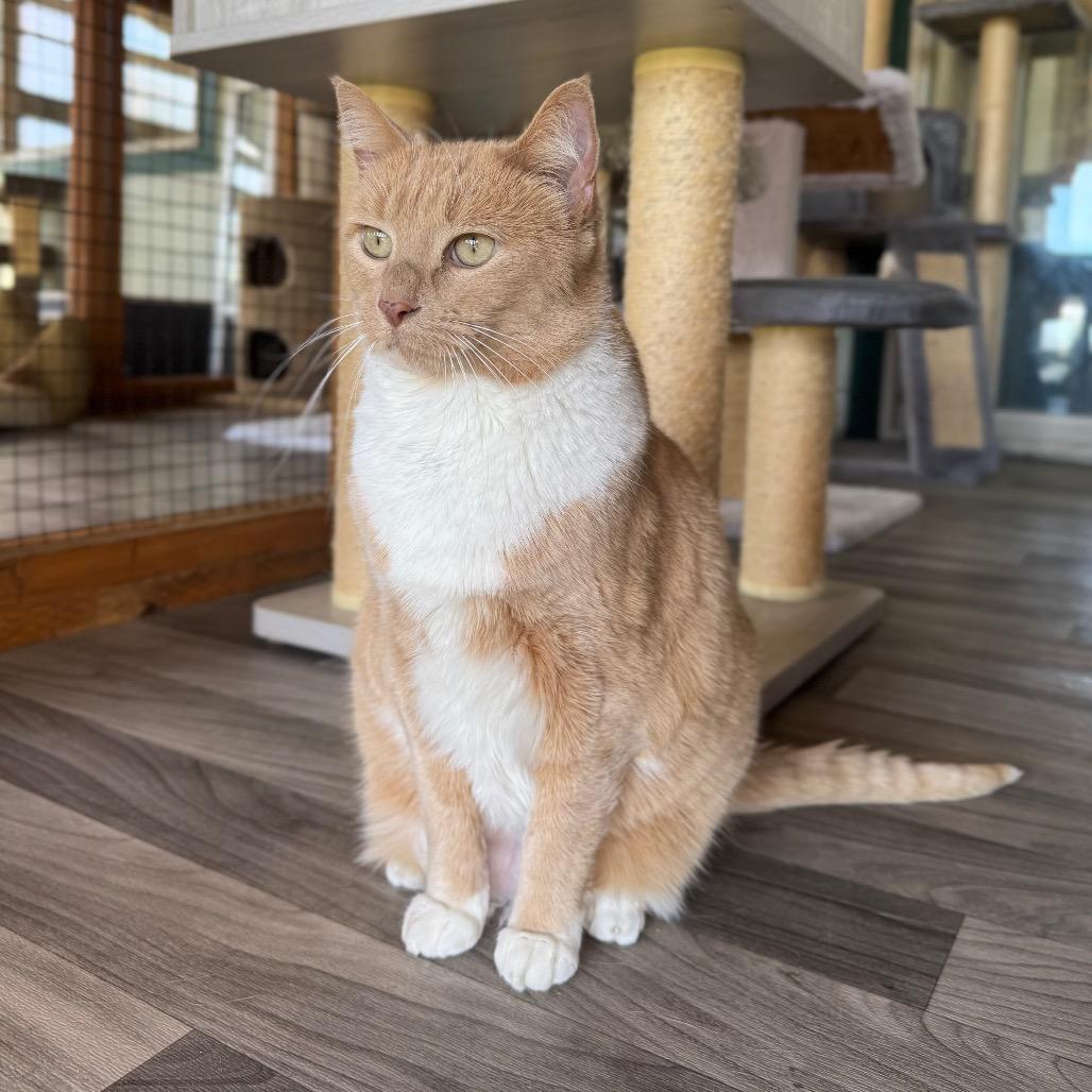 Enlarge Louise, a Adoptable Domestic Short Hair in Port Angeles, WA image 4/6