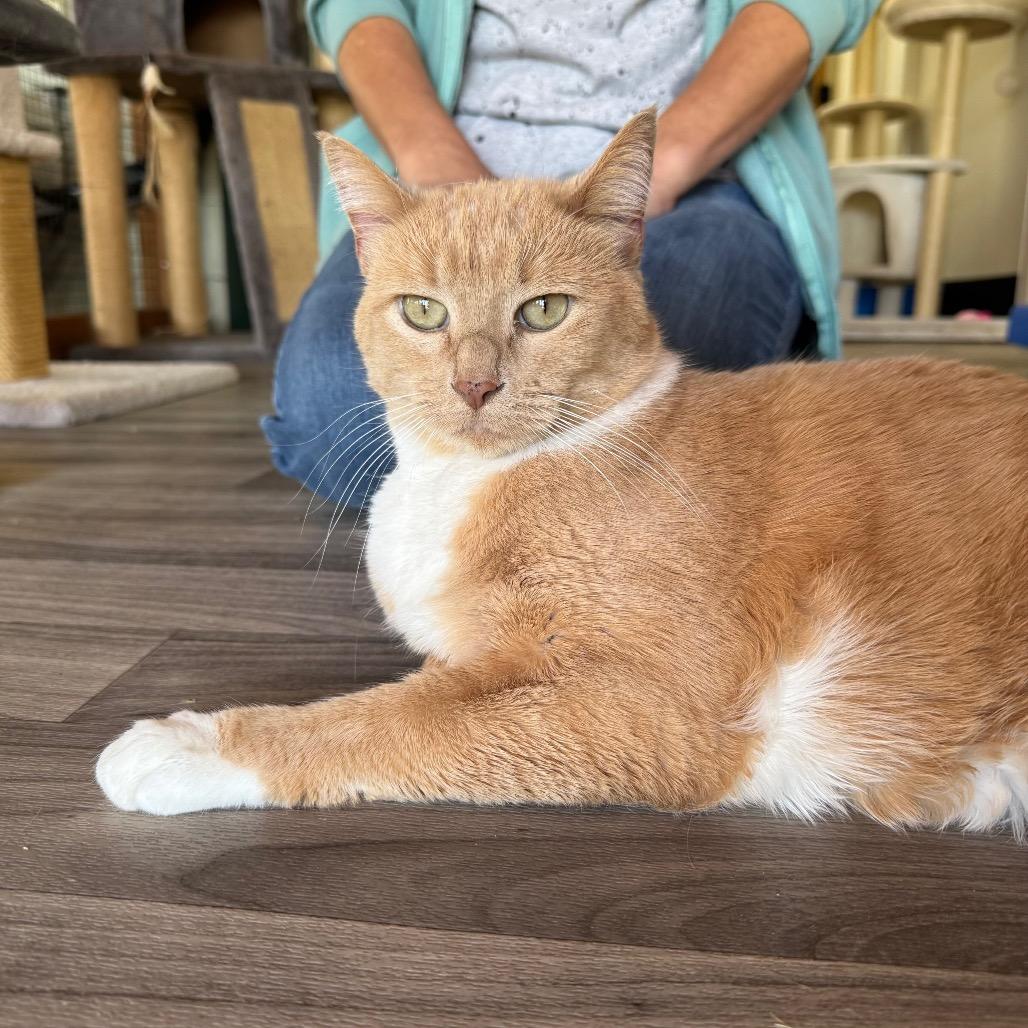 Enlarge Louise, a Adoptable Domestic Short Hair in Port Angeles, WA image 5/6