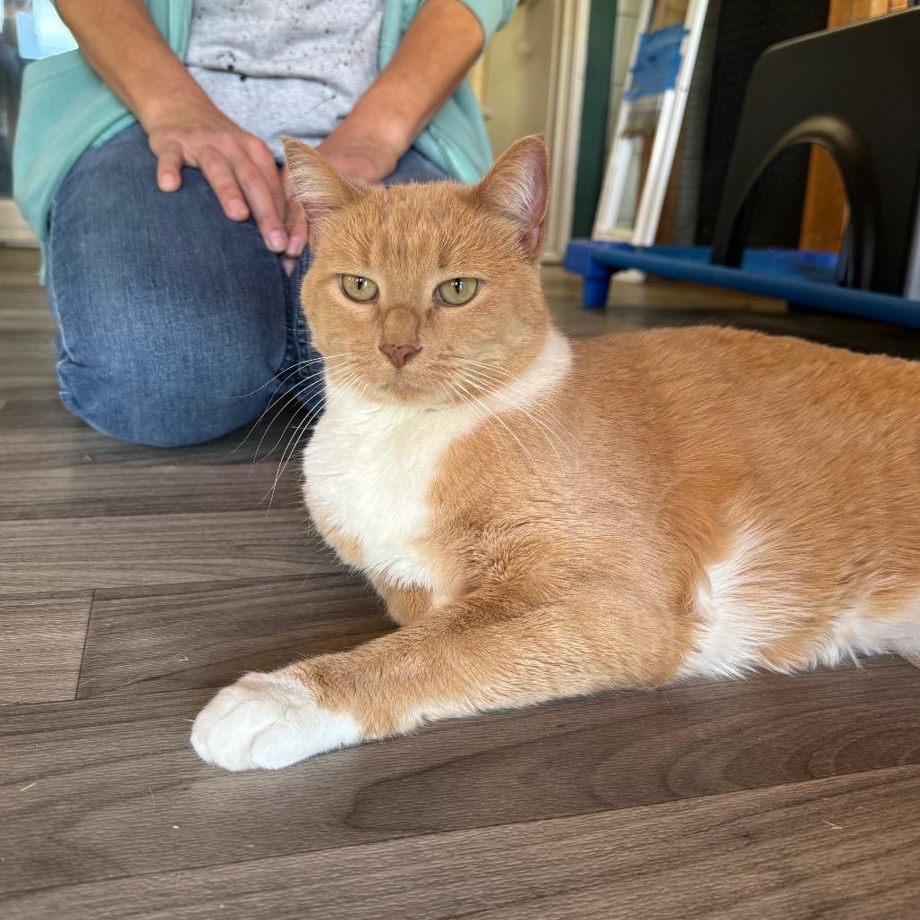 Enlarge Louise, a Adoptable Domestic Short Hair in Port Angeles, WA image 6/6