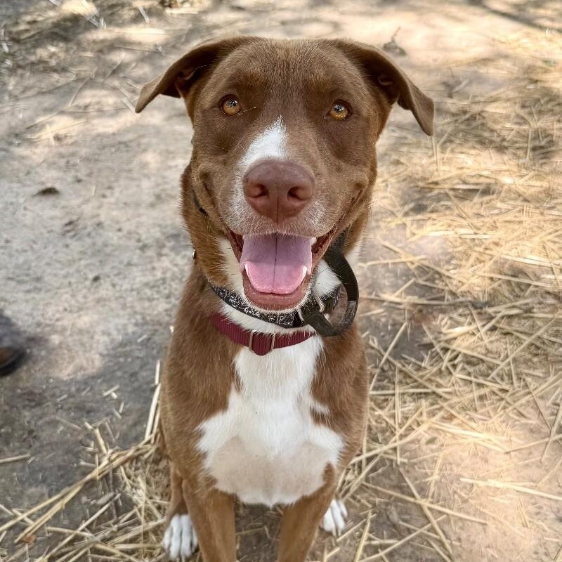 Silly Samson Splashes in the Day and cuddles at night! I — thumbnail 4