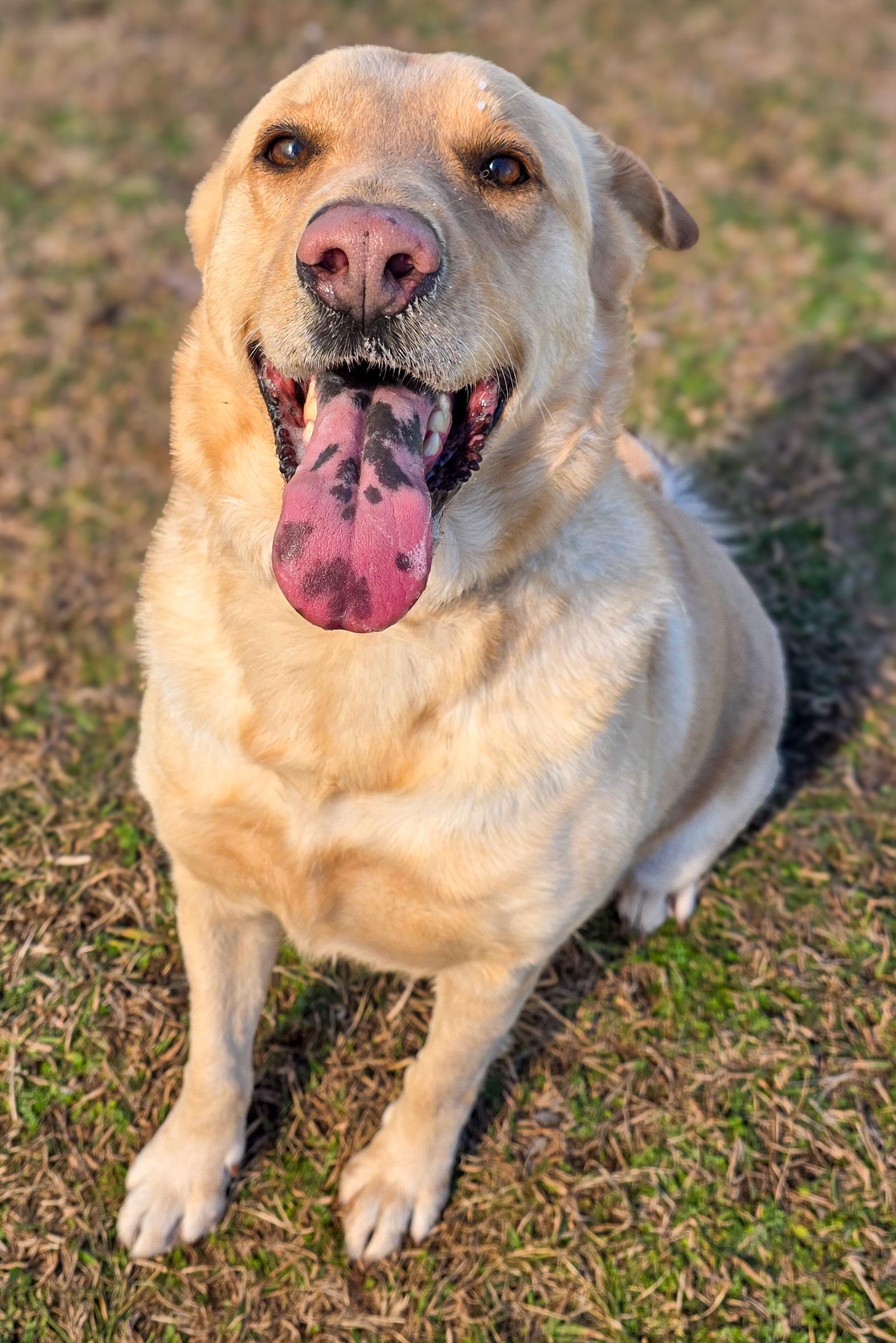 Ashton, a Adoptable Yellow Labrador Retriever in Willington, CT image 2/6