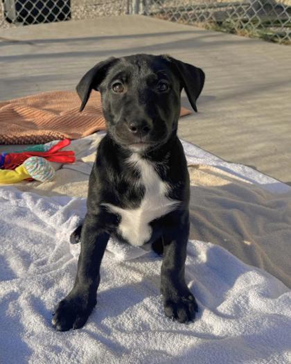 Broccoli Cheddar, adopted, Young Female Mixed Breed.