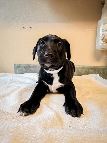 Broccoli Cheddar, an adopted Mixed Breed in Missoula, MT image 2/2