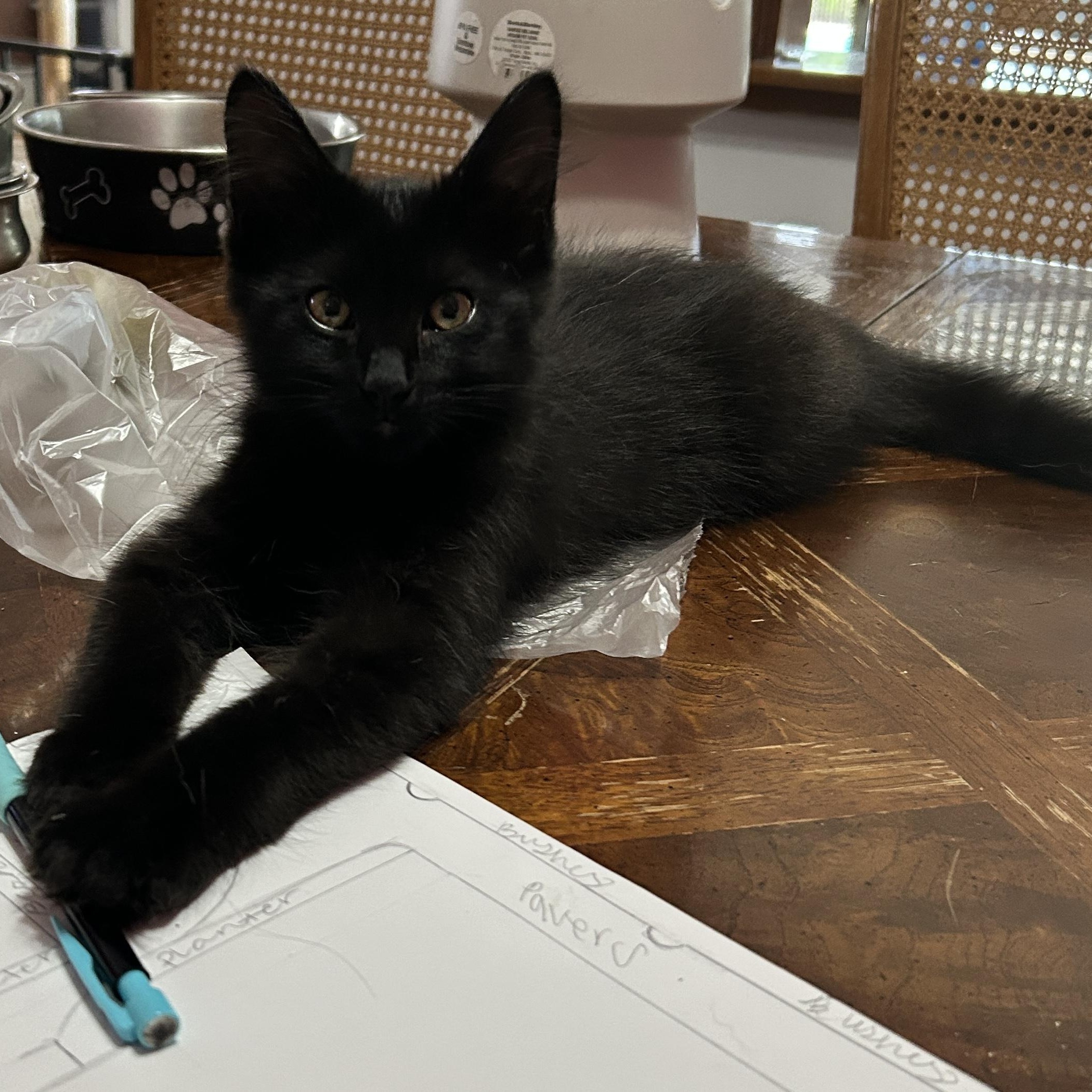 Laura’s 2, Adoptable, Kitten Female Domestic Long Hair.