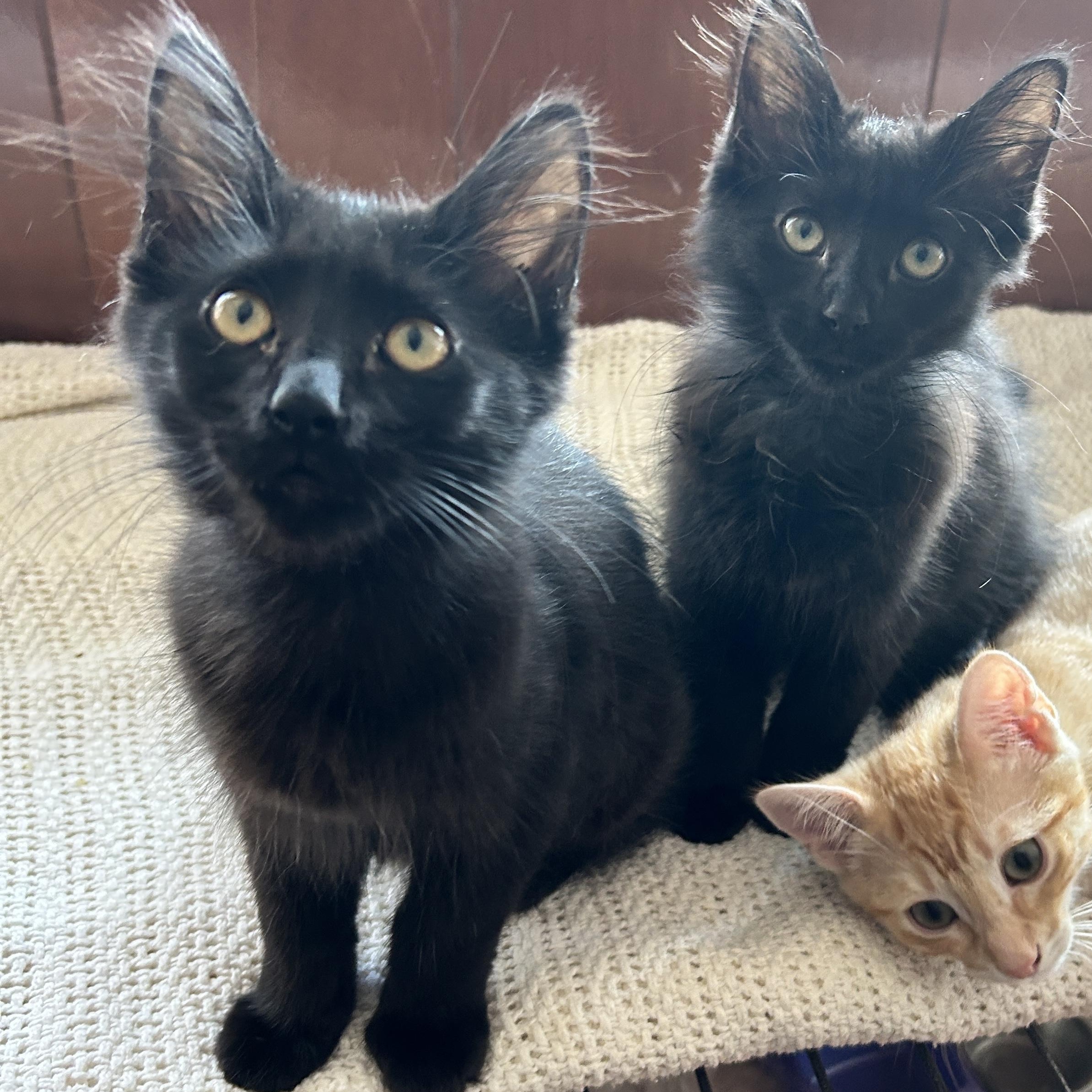 Laura’s 2, a Adoptable Domestic Long Hair in Glendora, CA image 2/4