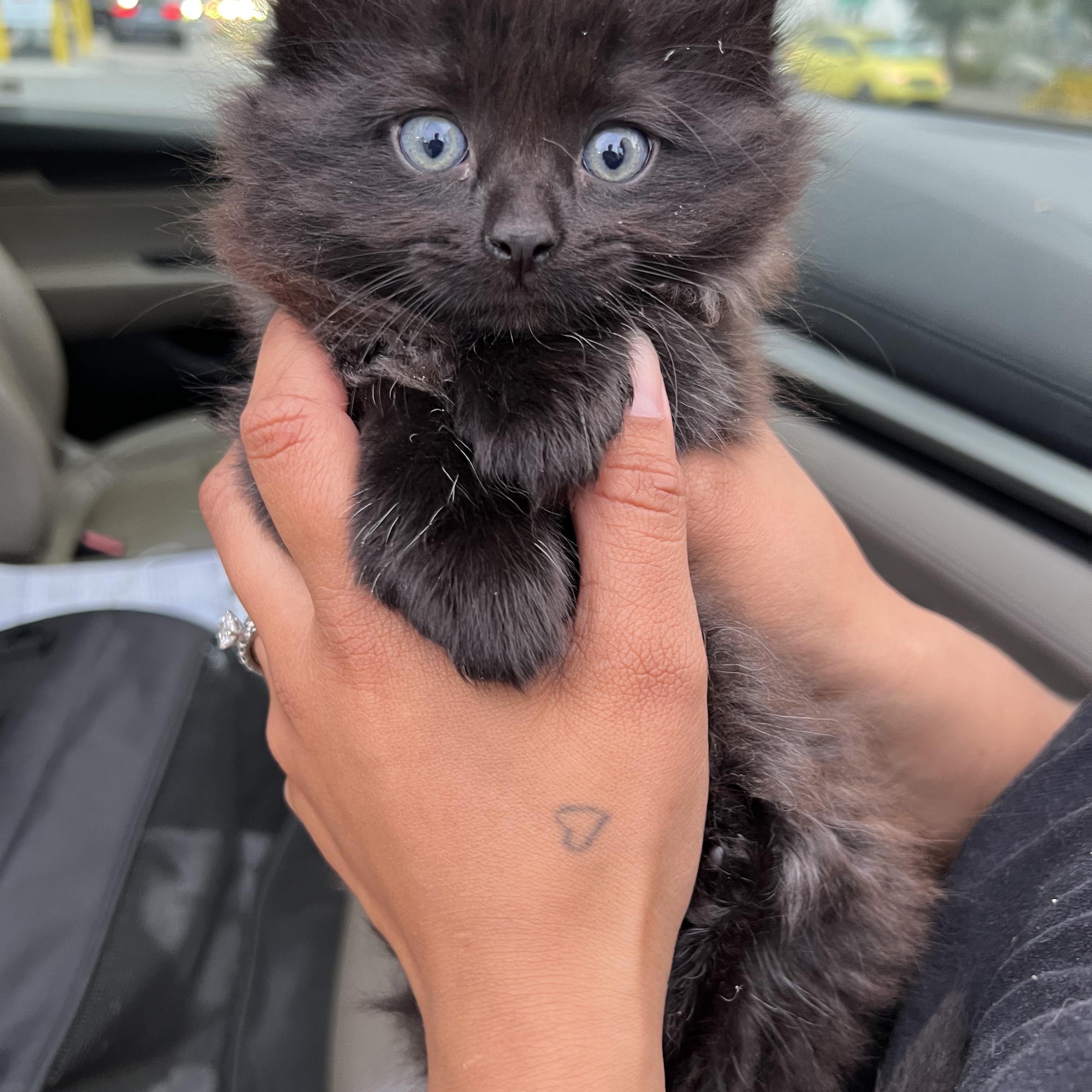Laura’s 2, a Adoptable Domestic Long Hair in Glendora, CA image 4/4