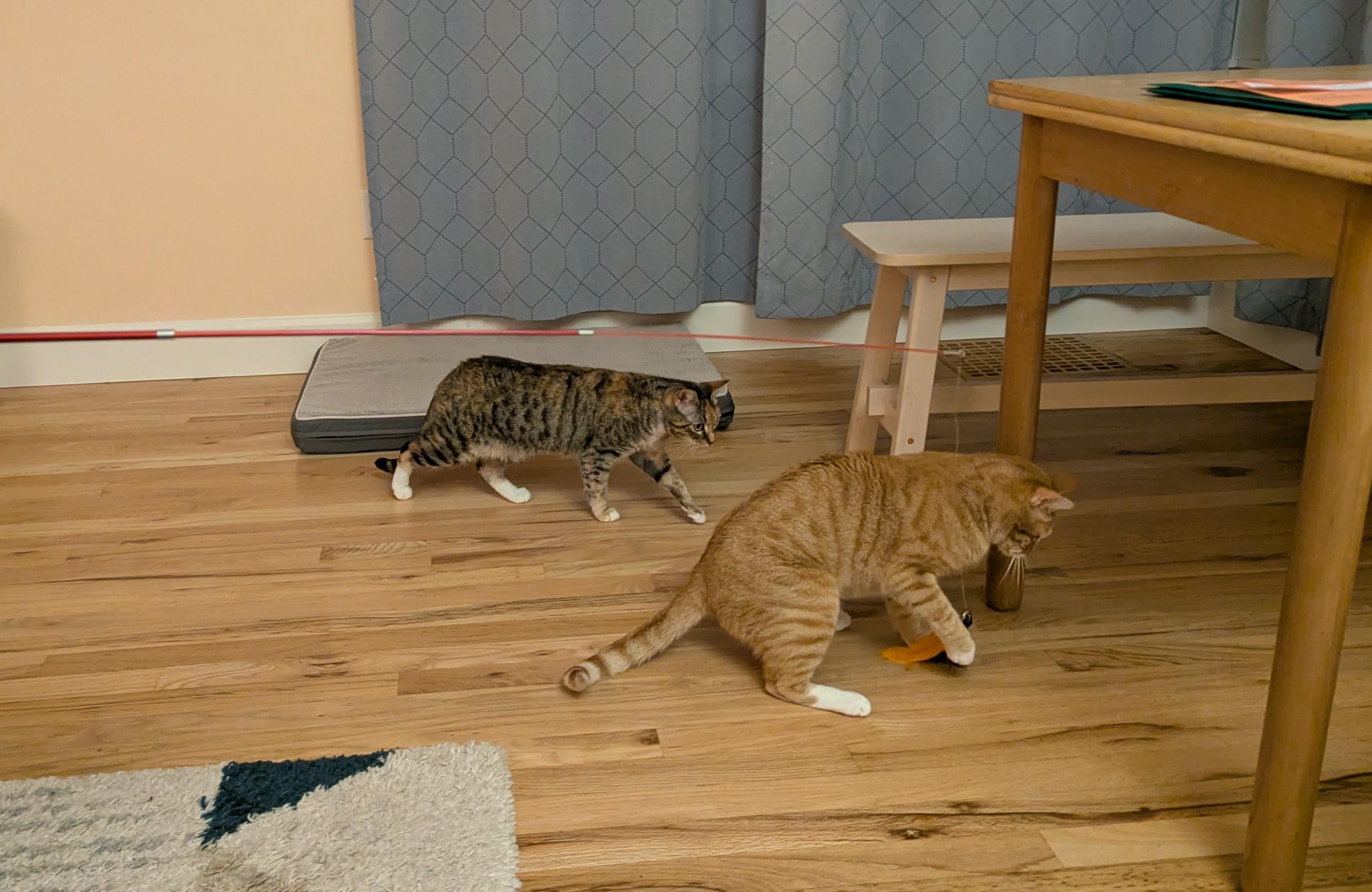 Enlarge Lee and Eleanor, a ADOPTABLE Domestic Short Hair in Seattle, WA image 5/6