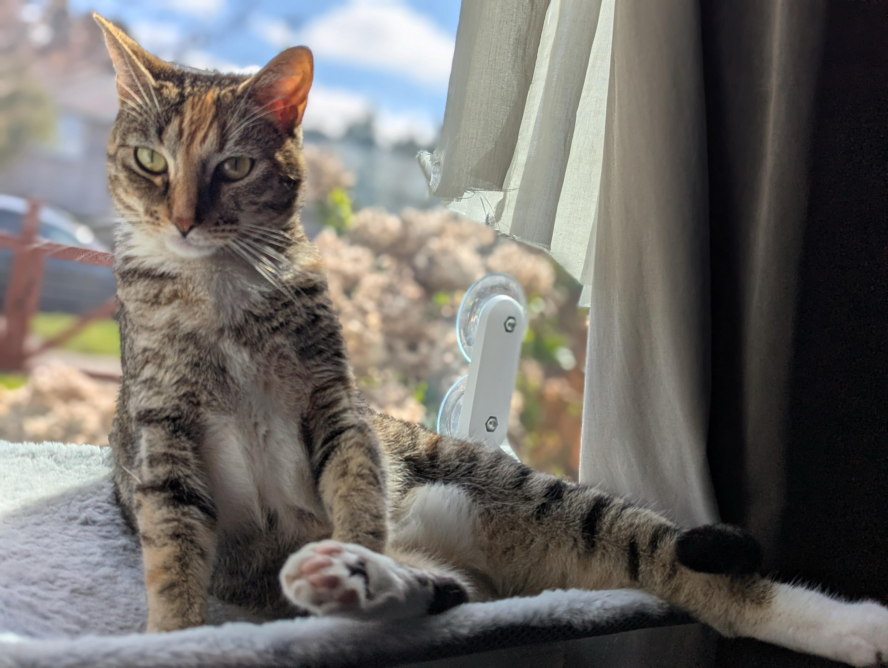 Enlarge Lee and Eleanor, a ADOPTABLE Domestic Short Hair in Seattle, WA image 3/6