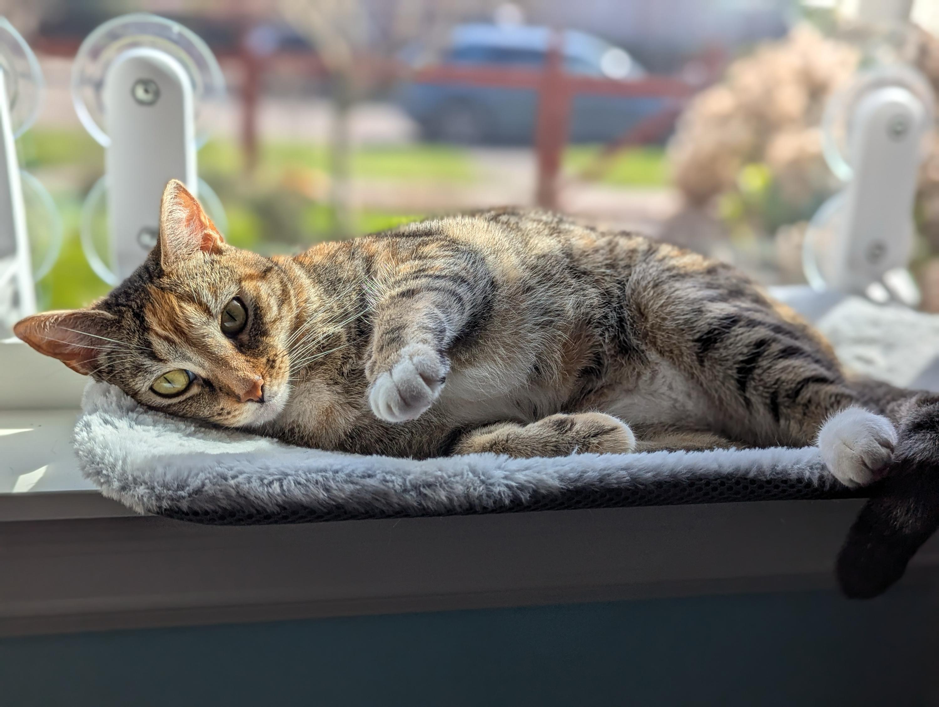 Enlarge Lee and Eleanor, a ADOPTABLE Domestic Short Hair in Seattle, WA image 2/6