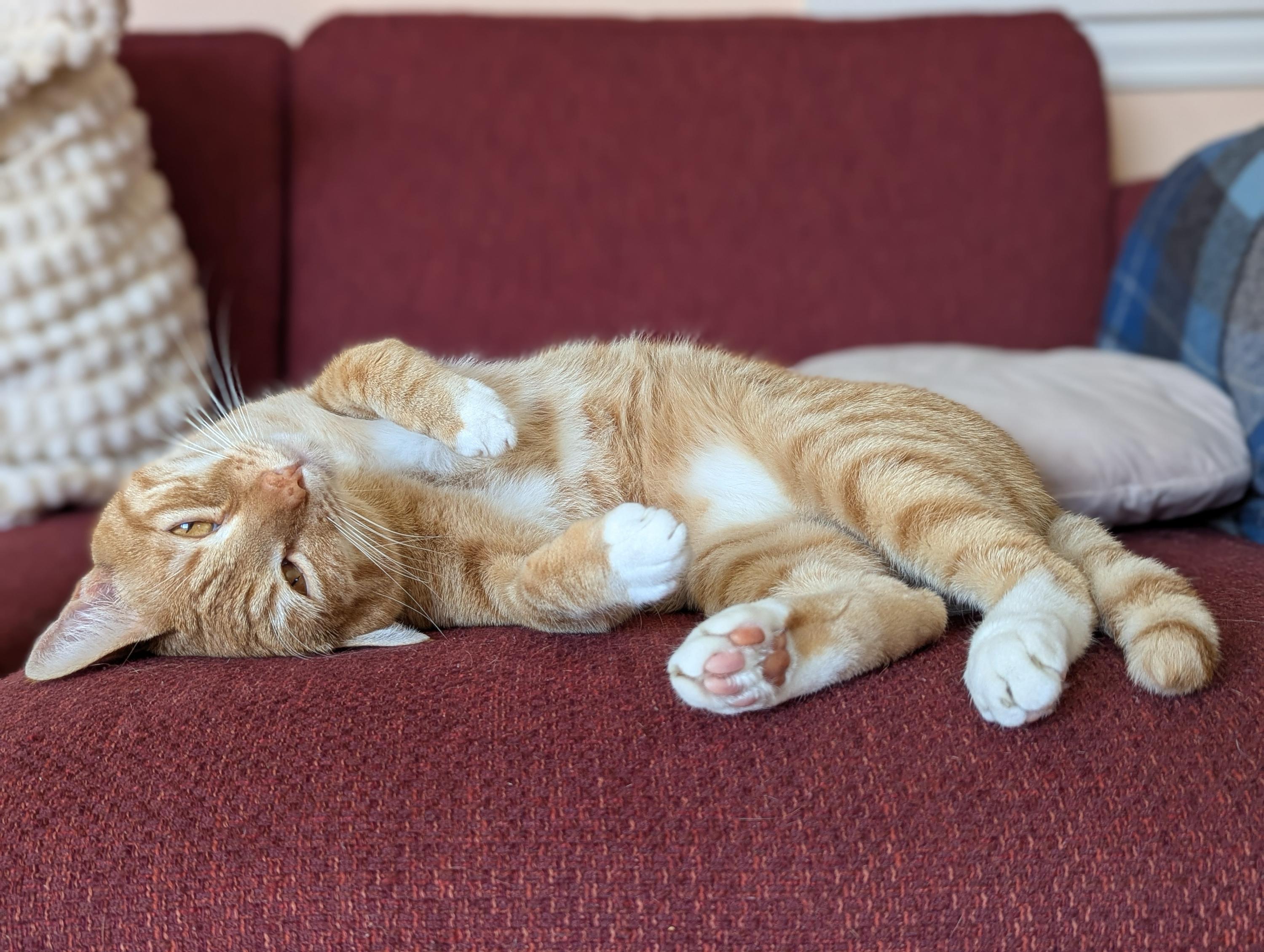 Enlarge Lee and Eleanor, a ADOPTABLE Domestic Short Hair in Seattle, WA image 4/6