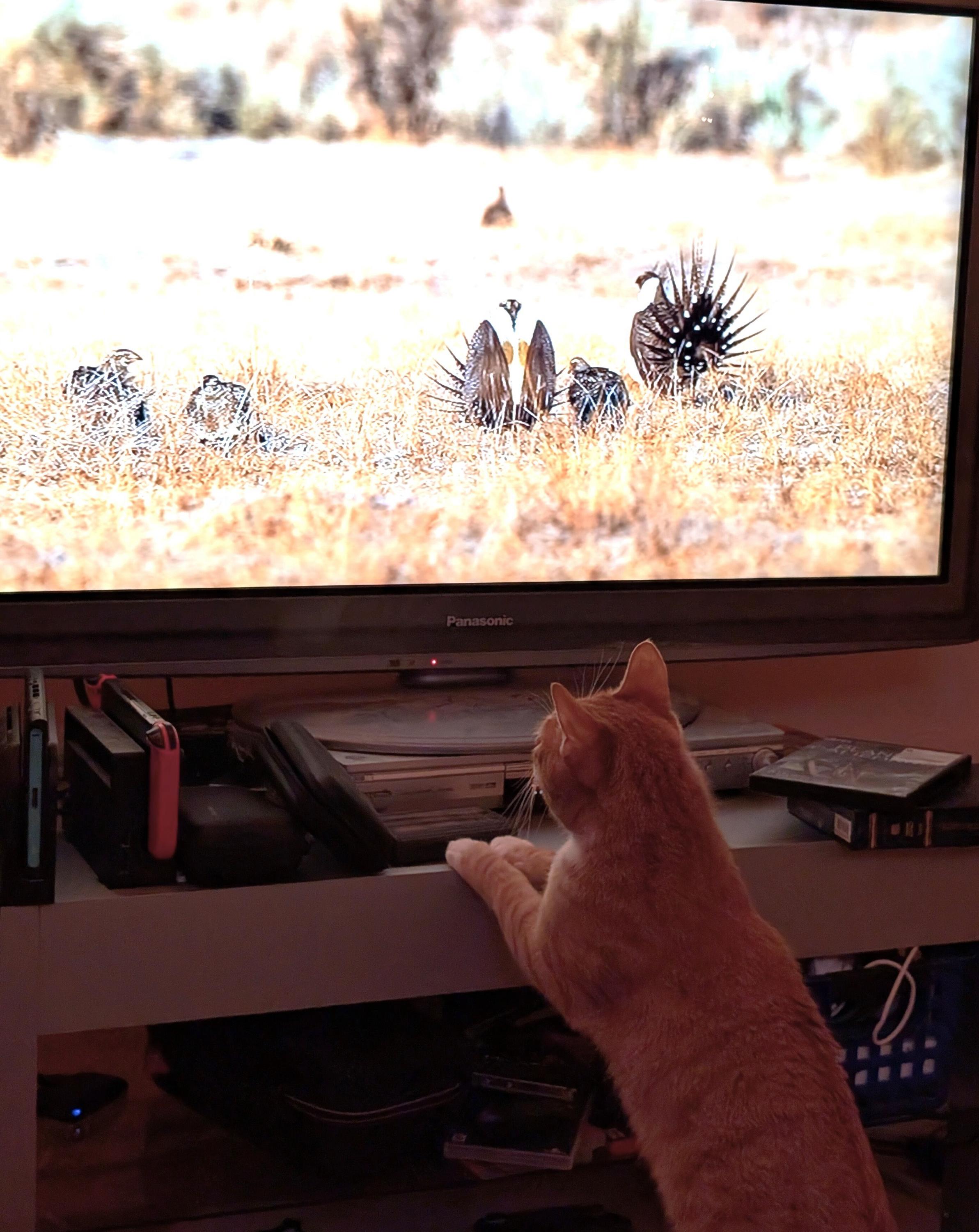 Enlarge Lee and Eleanor, a ADOPTABLE Domestic Short Hair in Seattle, WA image 6/6