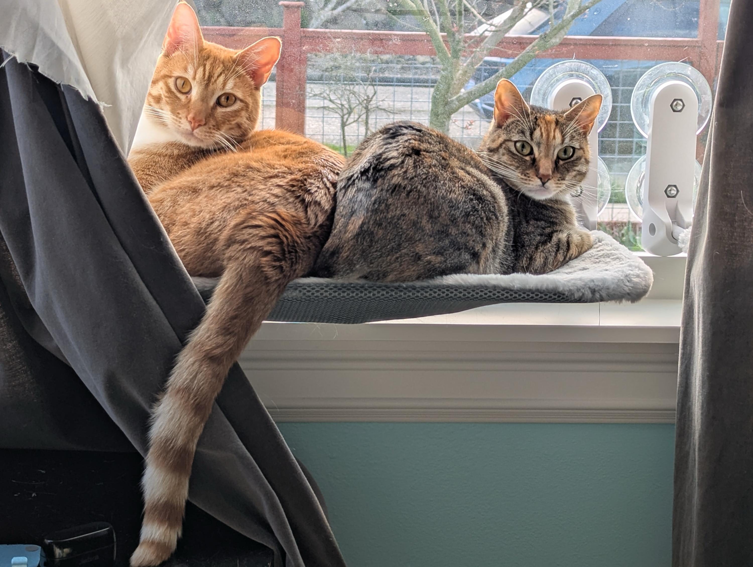 Enlarge Lee and Eleanor, a ADOPTABLE Domestic Short Hair in Seattle, WA image 1/6
