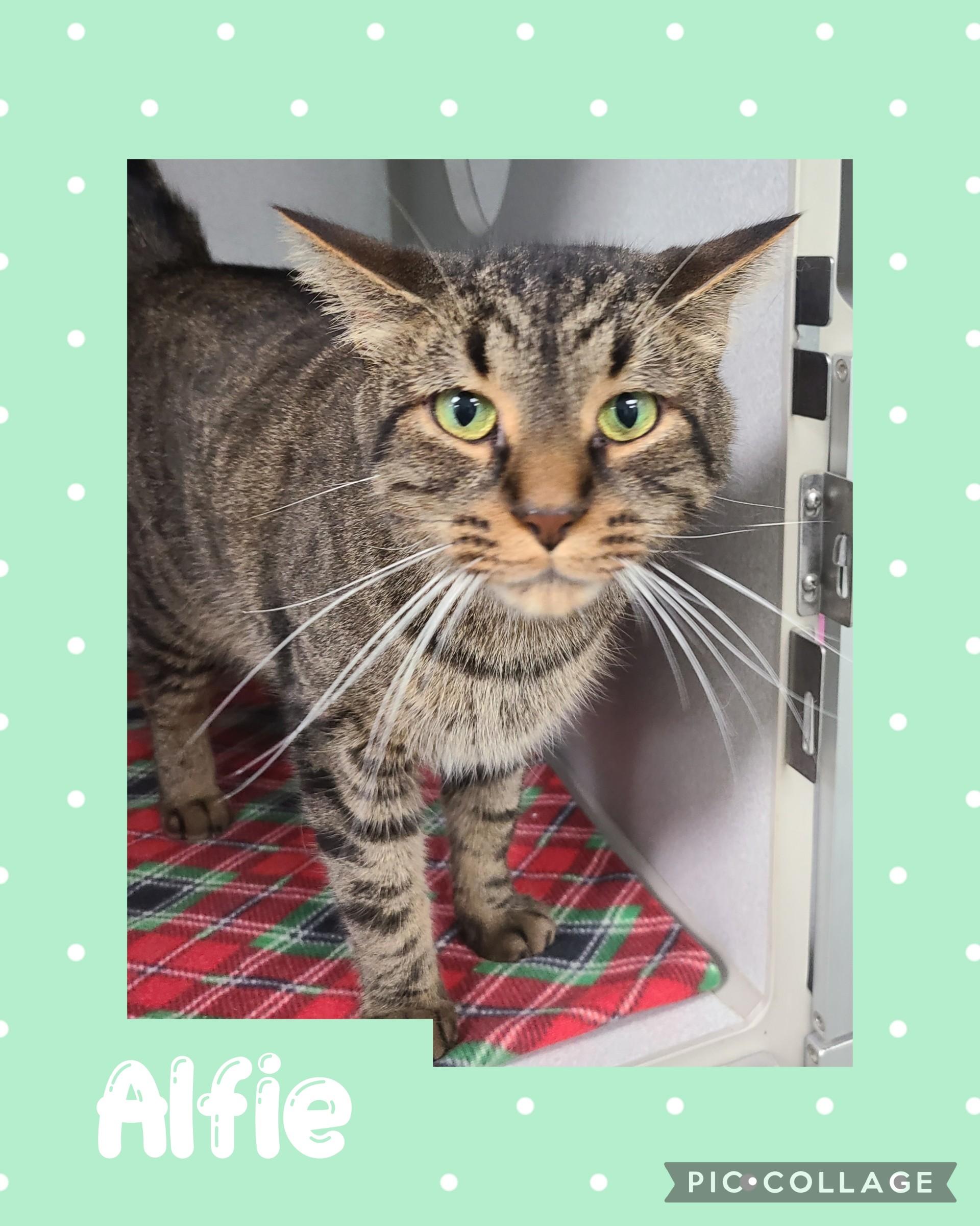 Alfie, an adoptable Domestic Short Hair in Iron River, MI, 49935 | Photo Image 1