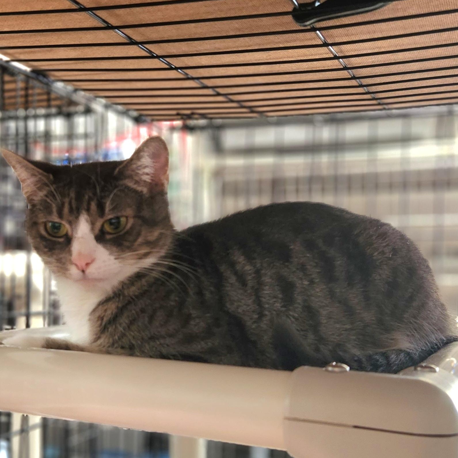 Enlarge Abbie, a ADOPTABLE Domestic Short Hair in Stanhope, NJ image 3/3