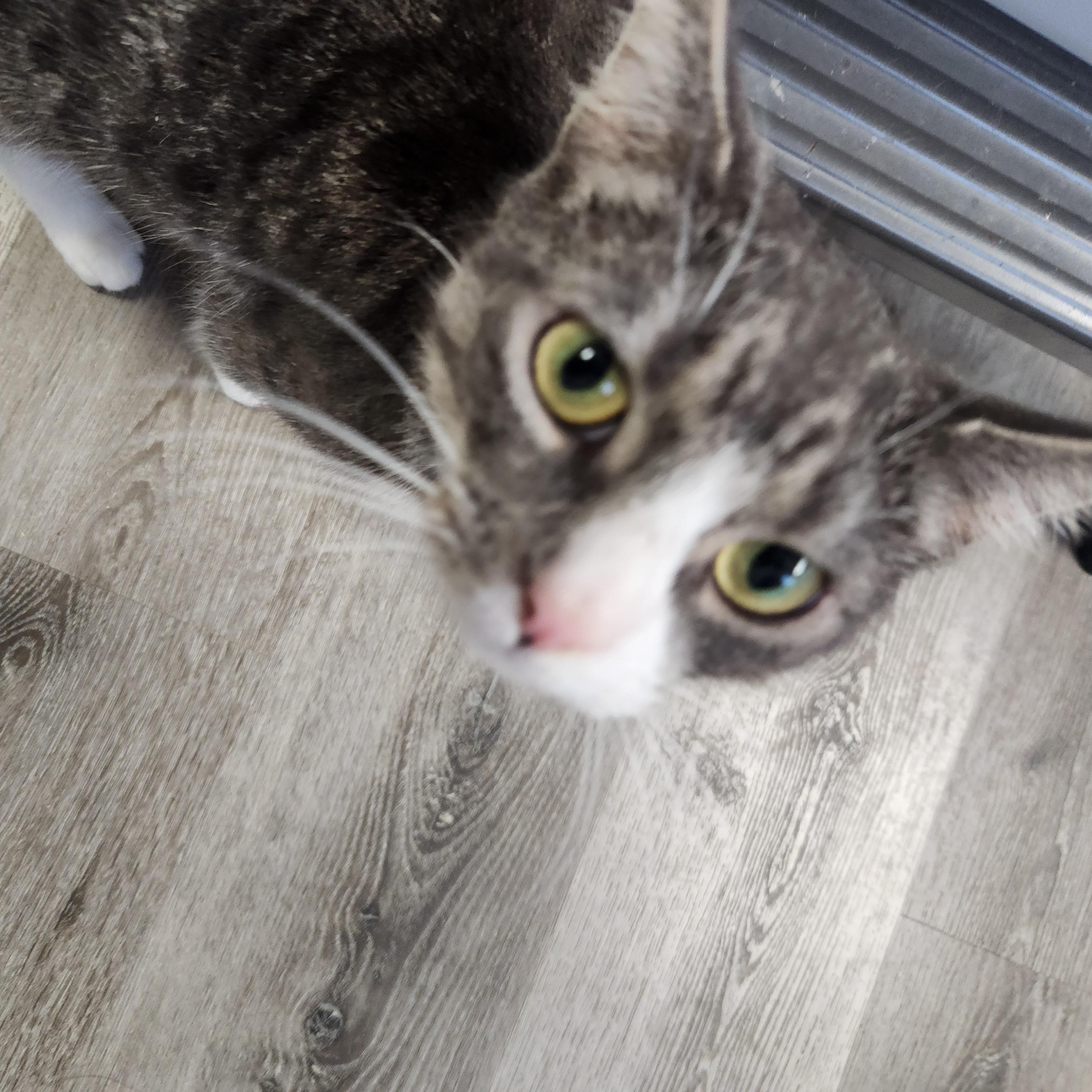 Enlarge Abbie, a ADOPTABLE Domestic Short Hair in Stanhope, NJ image 2/3