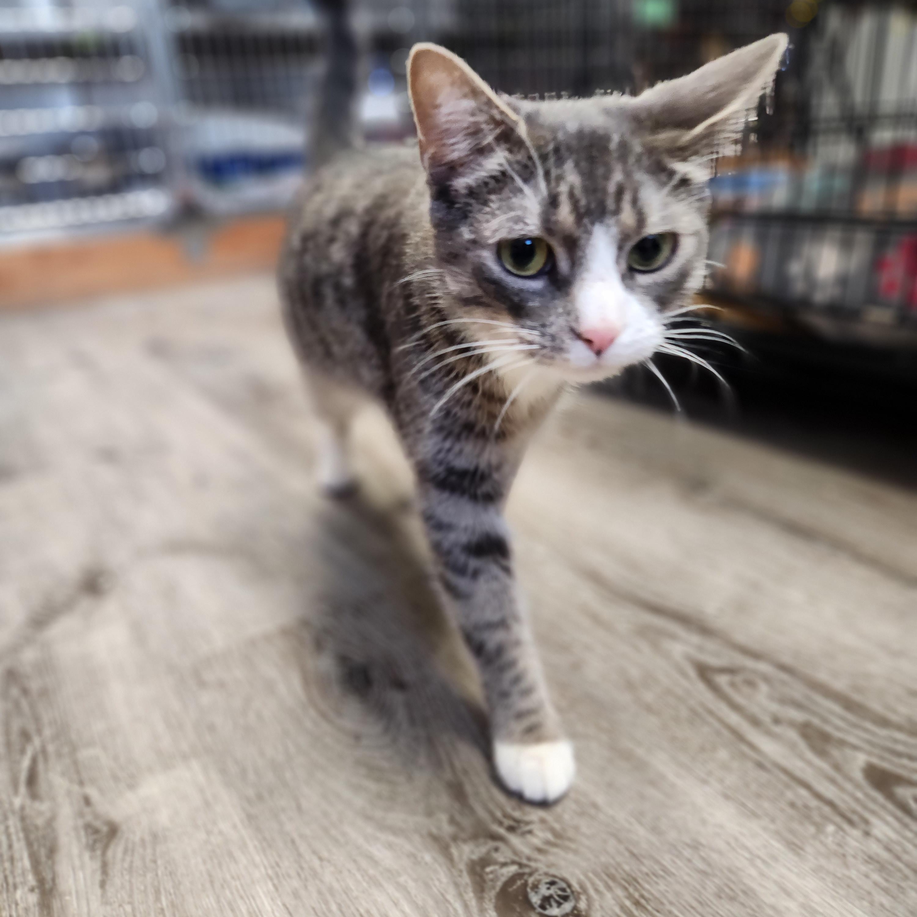Enlarge Abbie, a ADOPTABLE Domestic Short Hair in Stanhope, NJ image 1/3