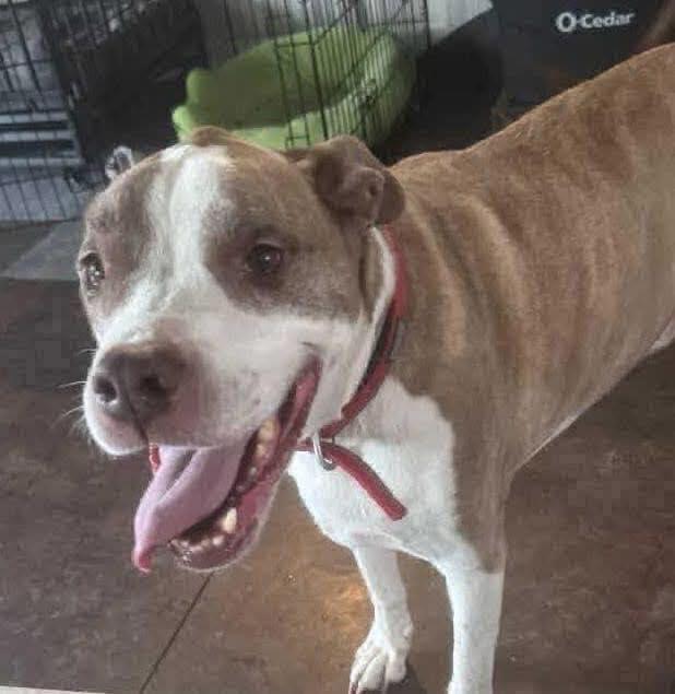 Jake, a Adoptable mixed breed in Broken Arrow, OK image 1/5