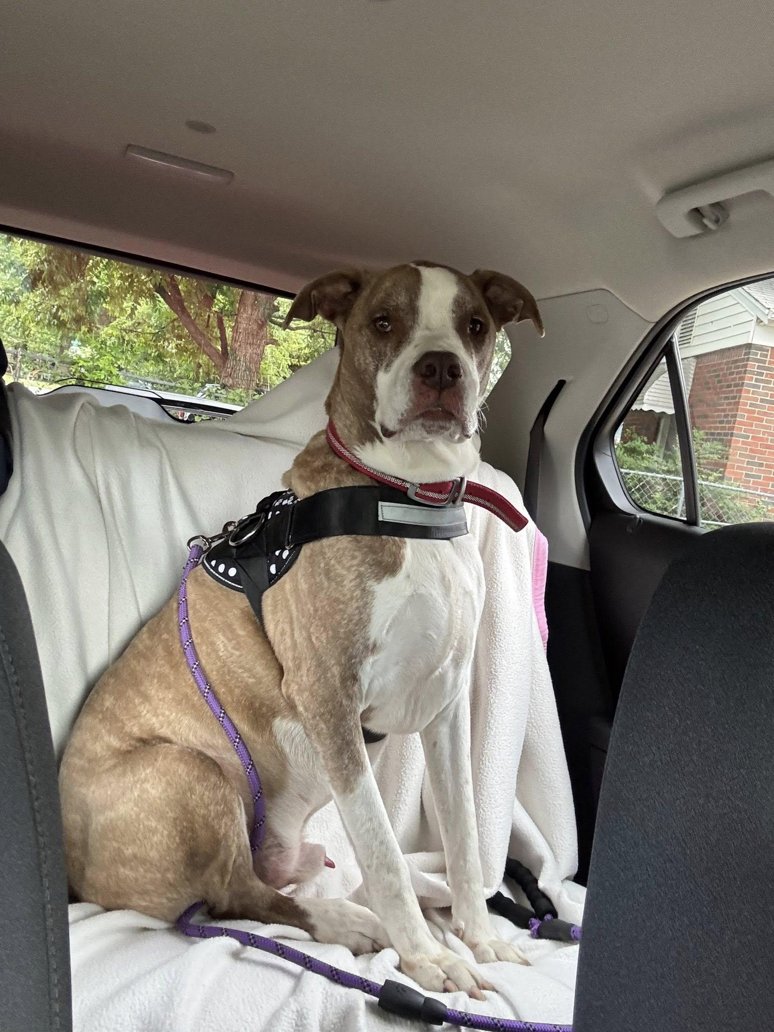 Jake, a Adoptable mixed breed in Broken Arrow, OK image 2/5