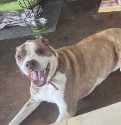 Jake, a Adoptable mixed breed in Broken Arrow, OK image 3/5