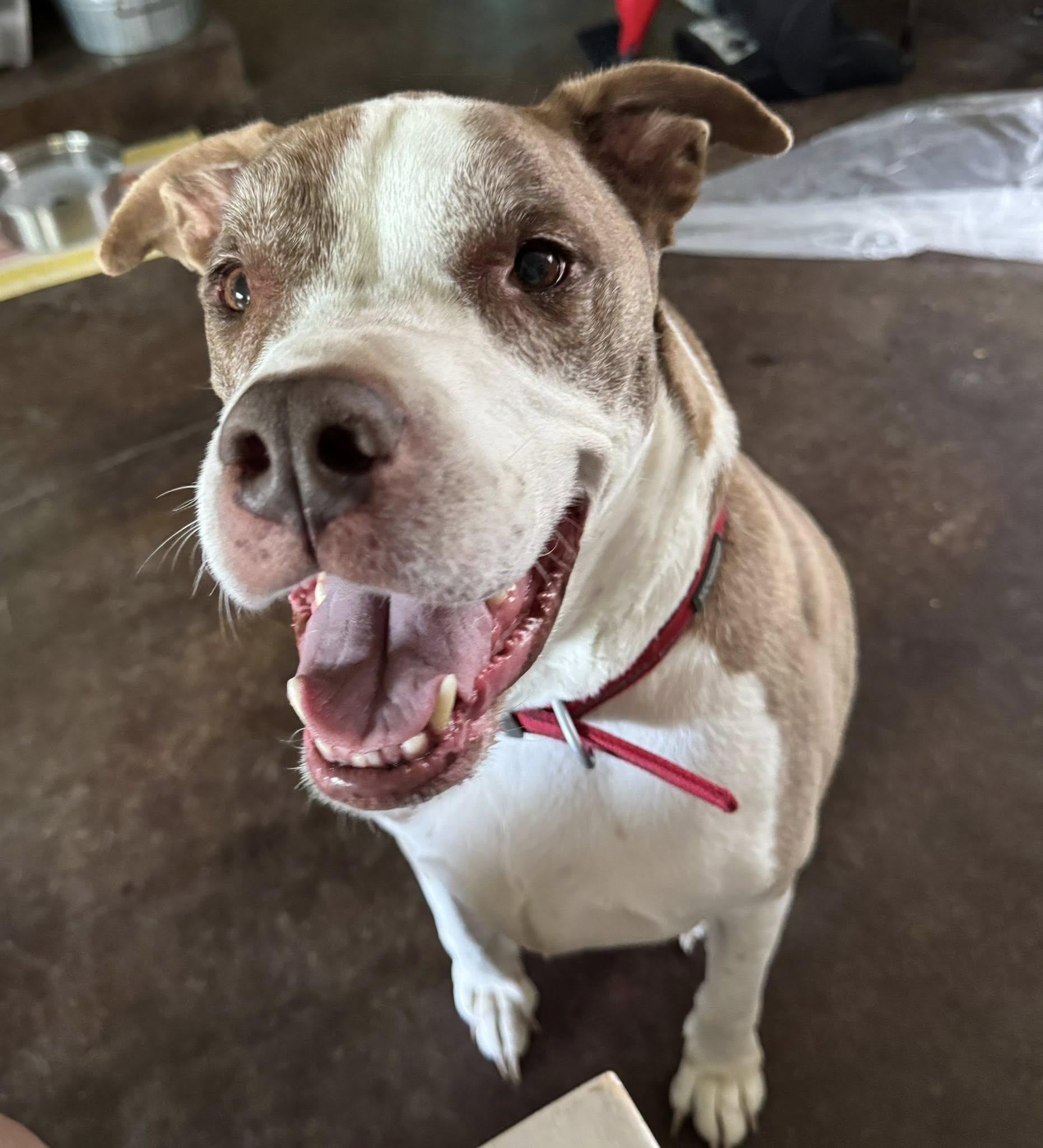 Jake, a Adoptable mixed breed in Broken Arrow, OK image 4/5