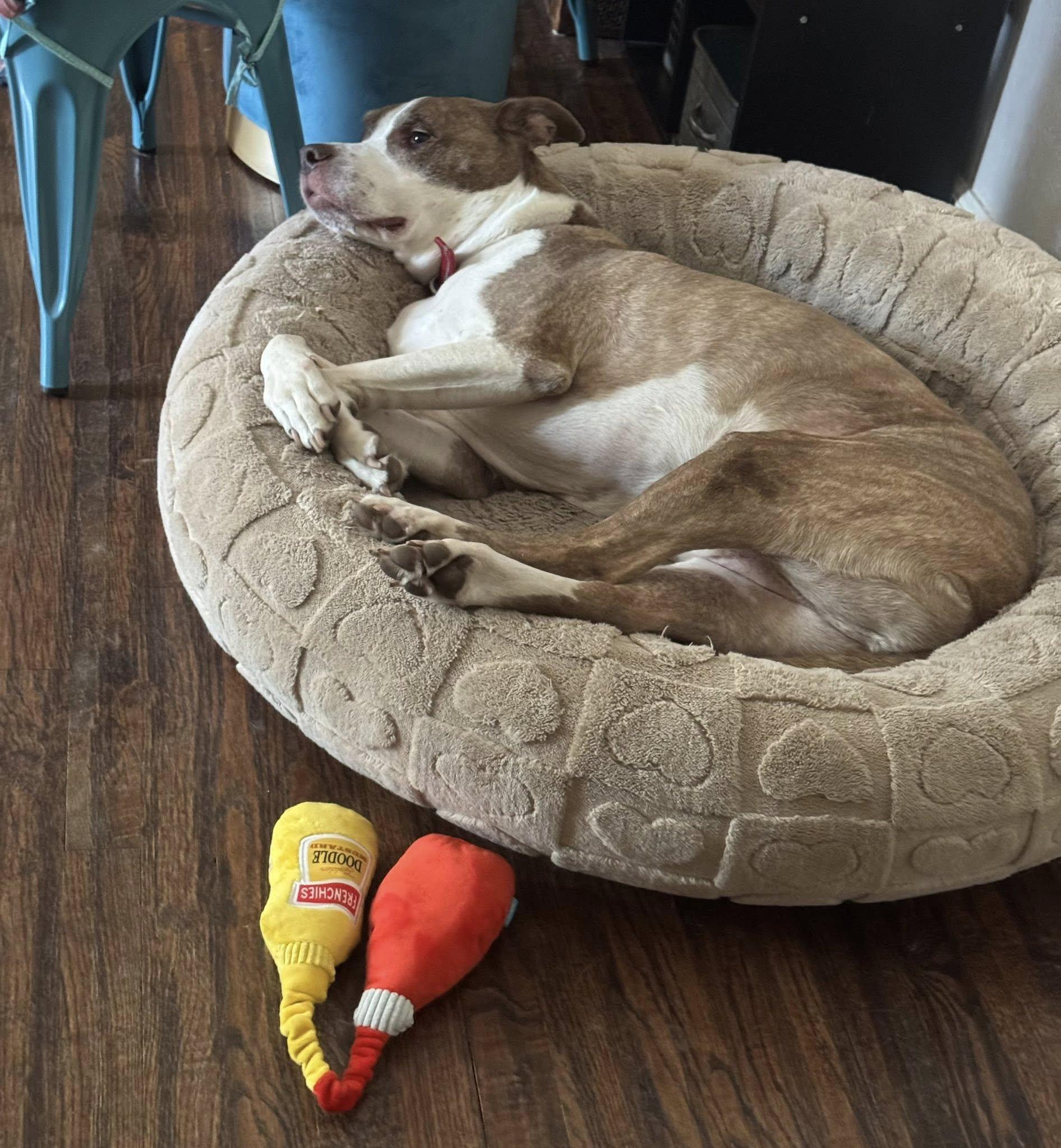 Jake, a Adoptable mixed breed in Broken Arrow, OK image 5/5