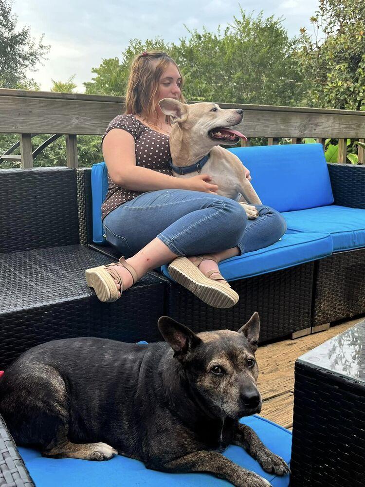 Aria, Adoptable, Adult Female Husky & Pit Bull Terrier.