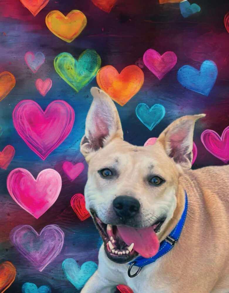 Aria, Adoptable, Adult Female Husky & Pit Bull Terrier.