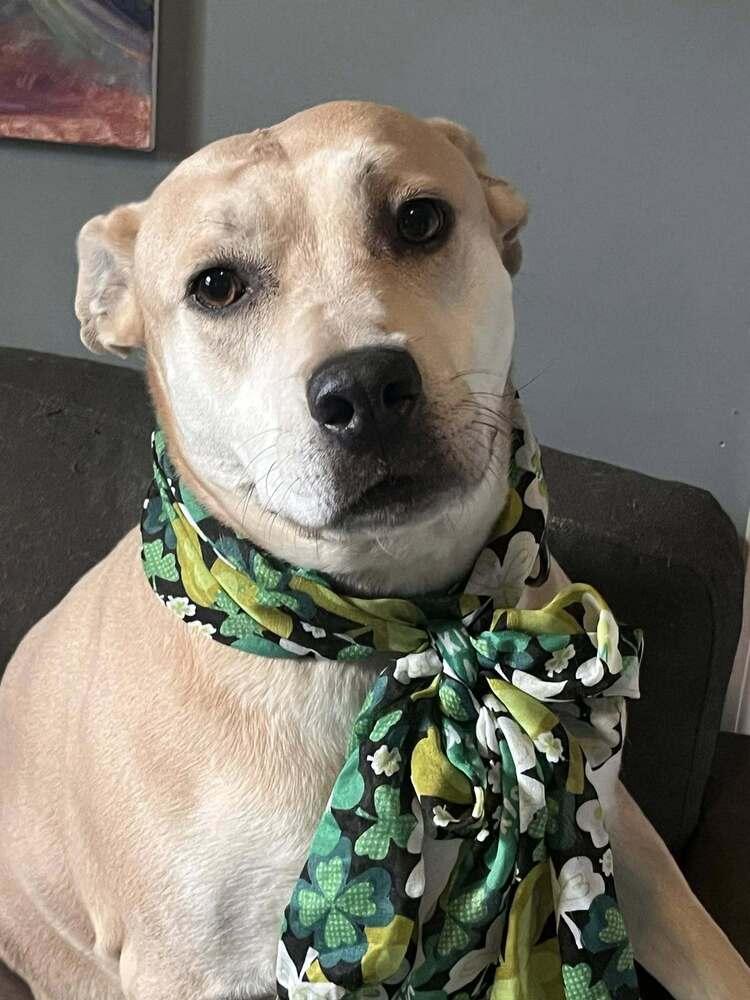 Enlarge Aria, a Adoptable mixed breed in Acworth, GA image 2/6