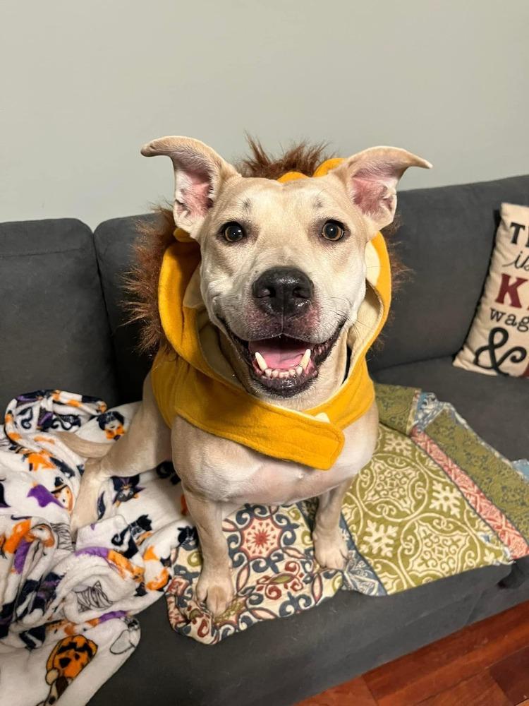 Enlarge Aria, a Adoptable mixed breed in Acworth, GA image 2/6