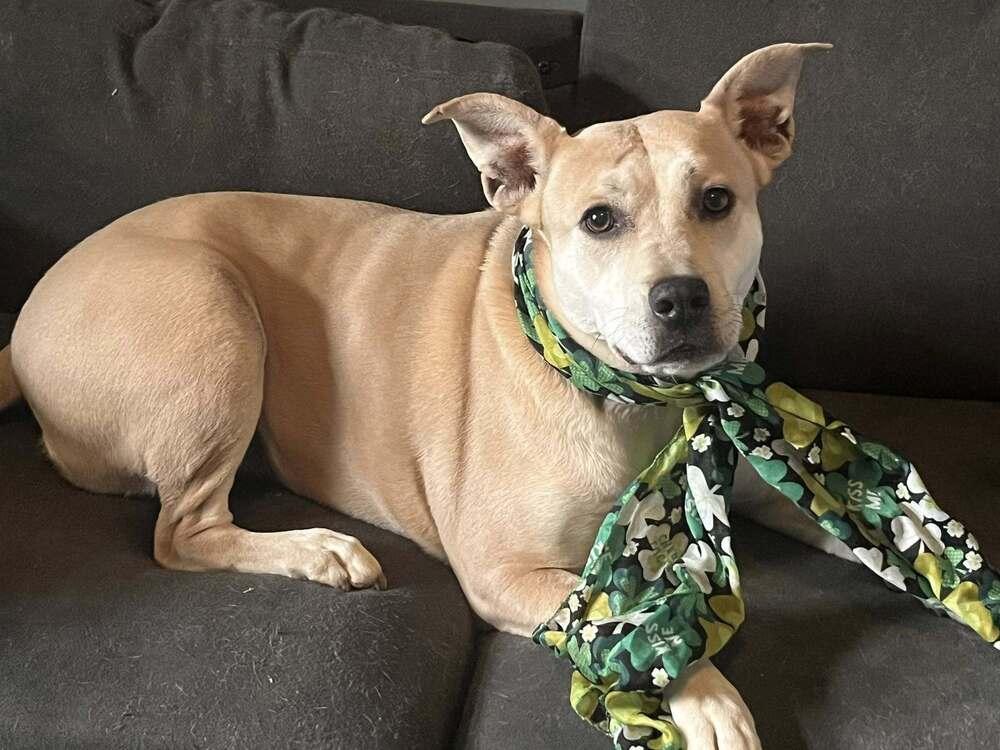 Enlarge Aria, a Adoptable mixed breed in Acworth, GA image 3/6