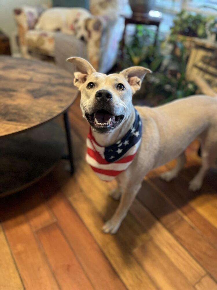 Enlarge Aria, a Adoptable mixed breed in Acworth, GA image 3/6