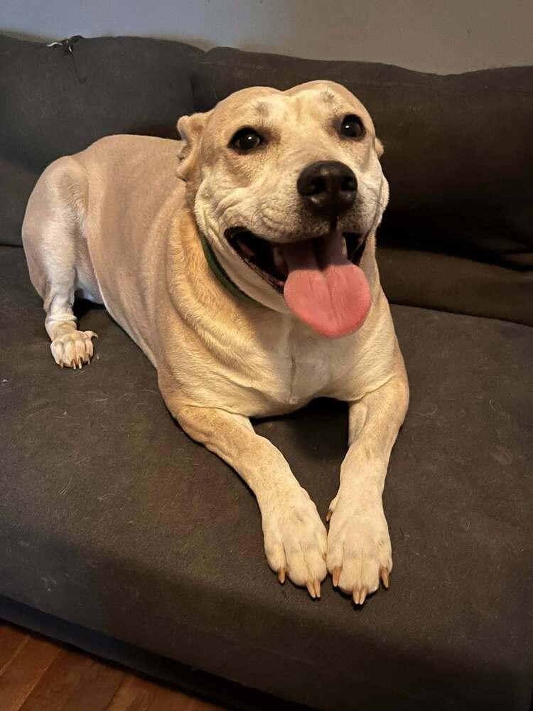 Enlarge Aria, a Adoptable mixed breed in Acworth, GA image 4/6