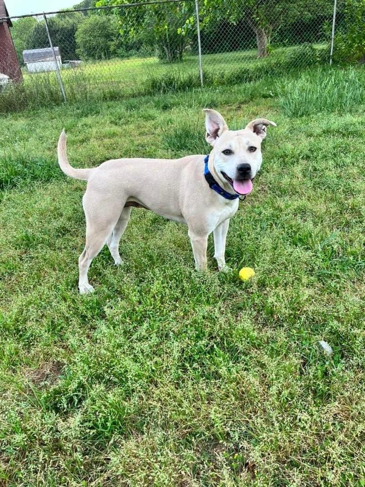 Enlarge Aria, a Adoptable mixed breed in Acworth, GA image 4/6