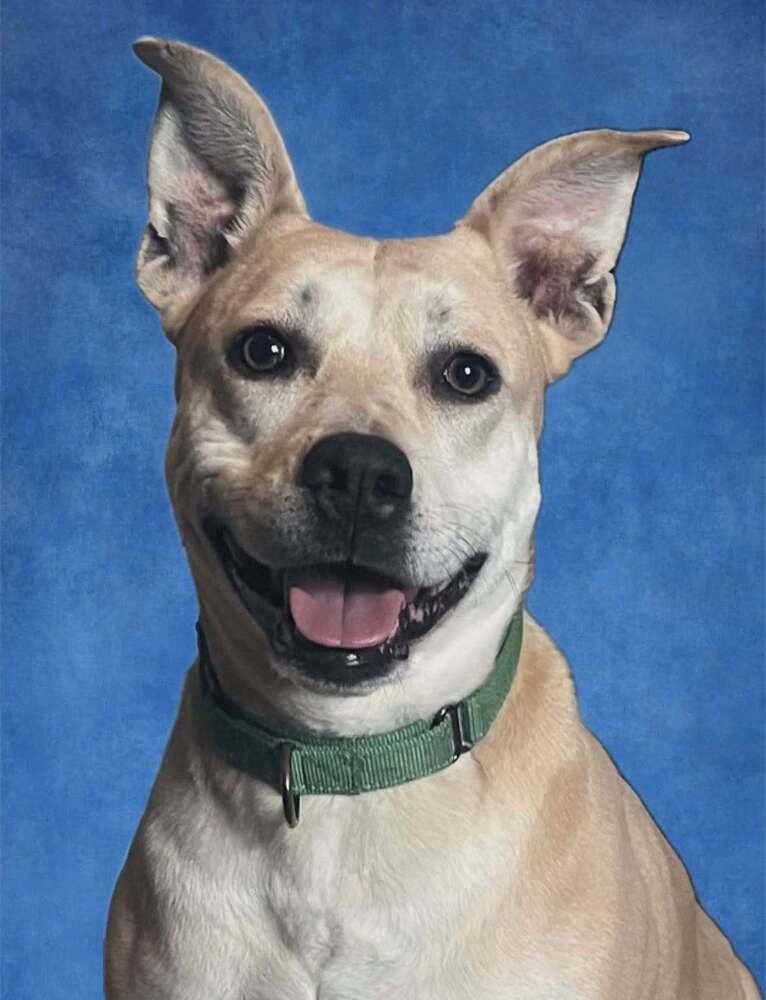 Enlarge Aria, a Adoptable mixed breed in Acworth, GA image 5/6